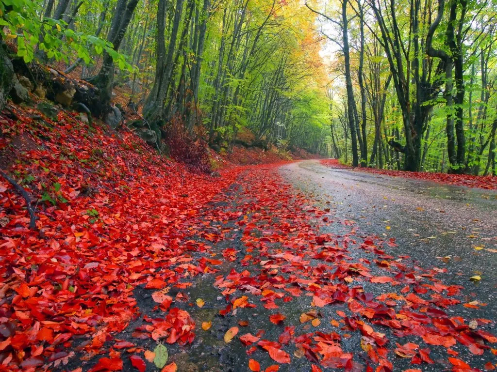 nature___seasons___autumn_the_road_is_strewn_with_red_leaves_097642_