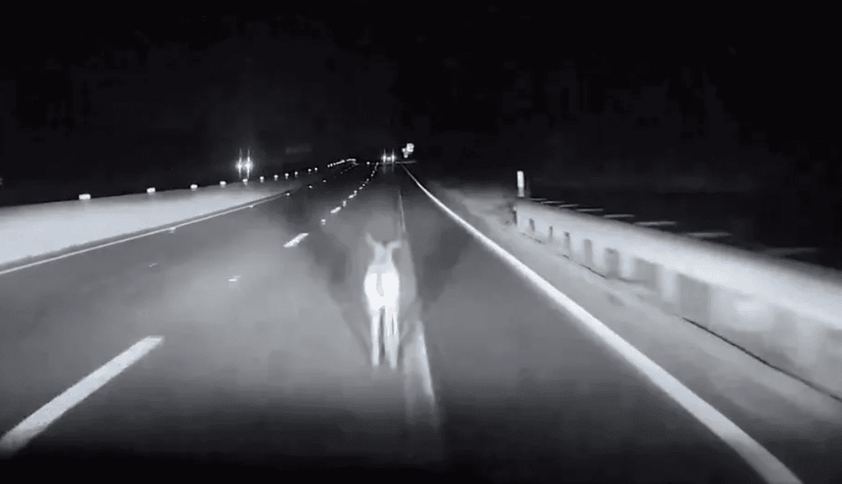 Аварія з Tesla піднімає питання про безпеку напівавтономного водіння