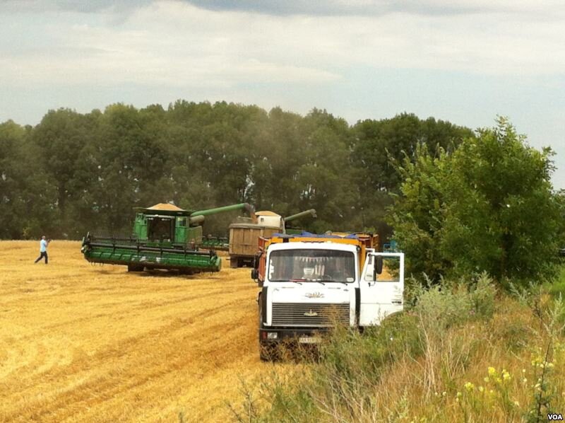 Комбайни John Deere вивантажують пшеницю у вантажівки МАЗ в полі в Україні